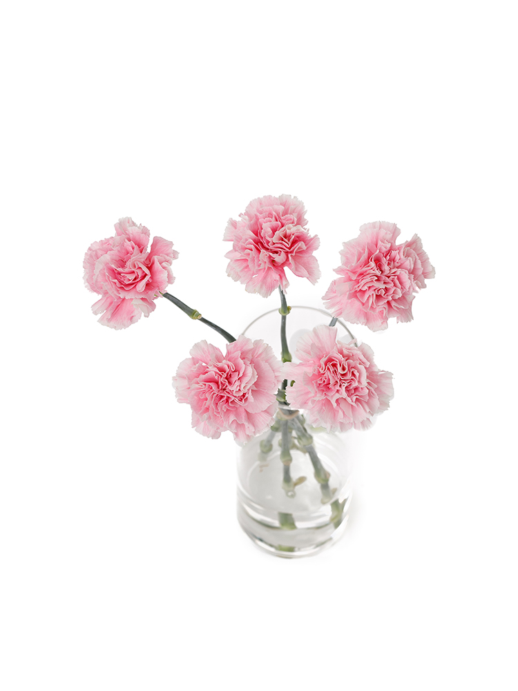 【生花】カーネーション ミスティの全体写真のアップ