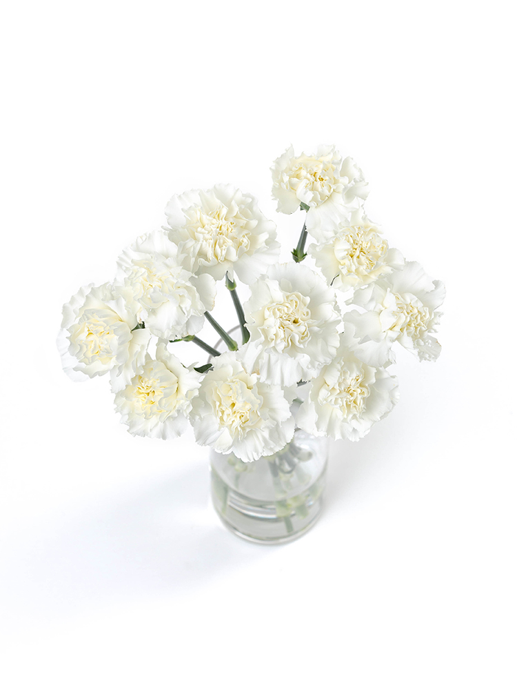 生花】カーネーション ムーンライト【白/60cm/愛知県】｜Flower