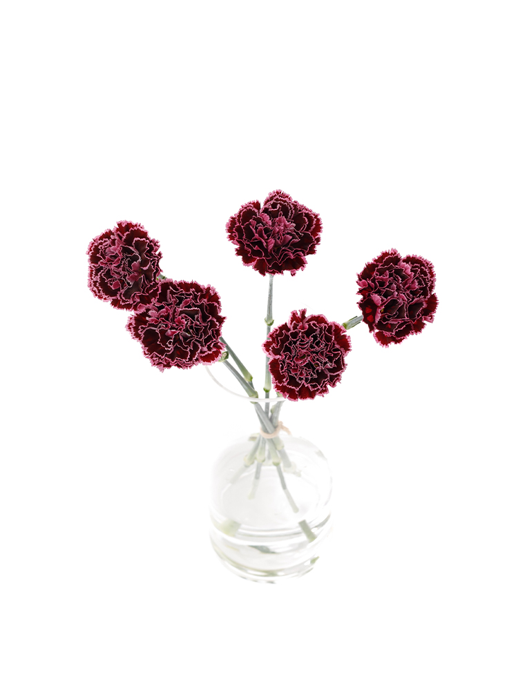 【生花】カーネーション ノビオバーガンディの全体写真のアップ