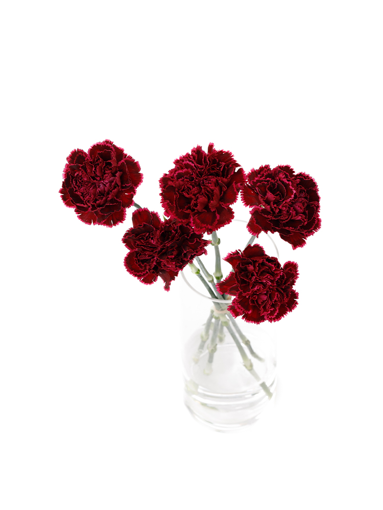 【生花】カーネーション ノビオパレットの全体写真のアップ