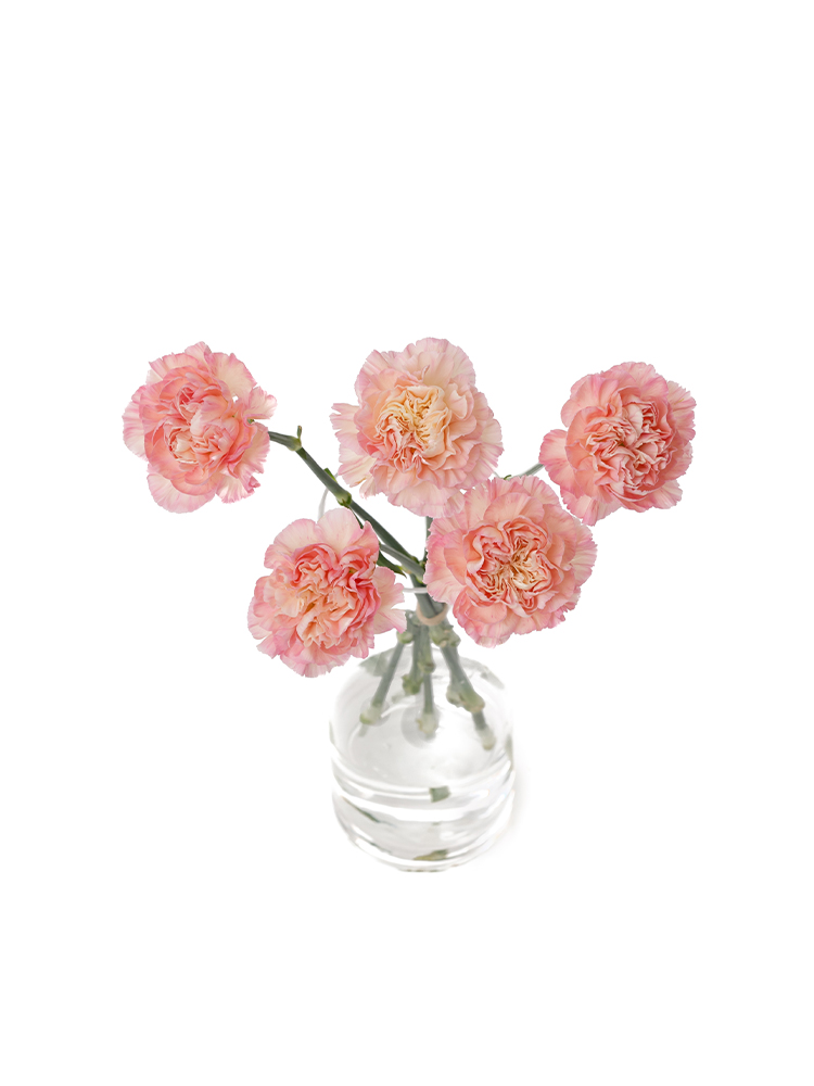 【生花】カーネーション　パッションミナミの全体写真のアップ