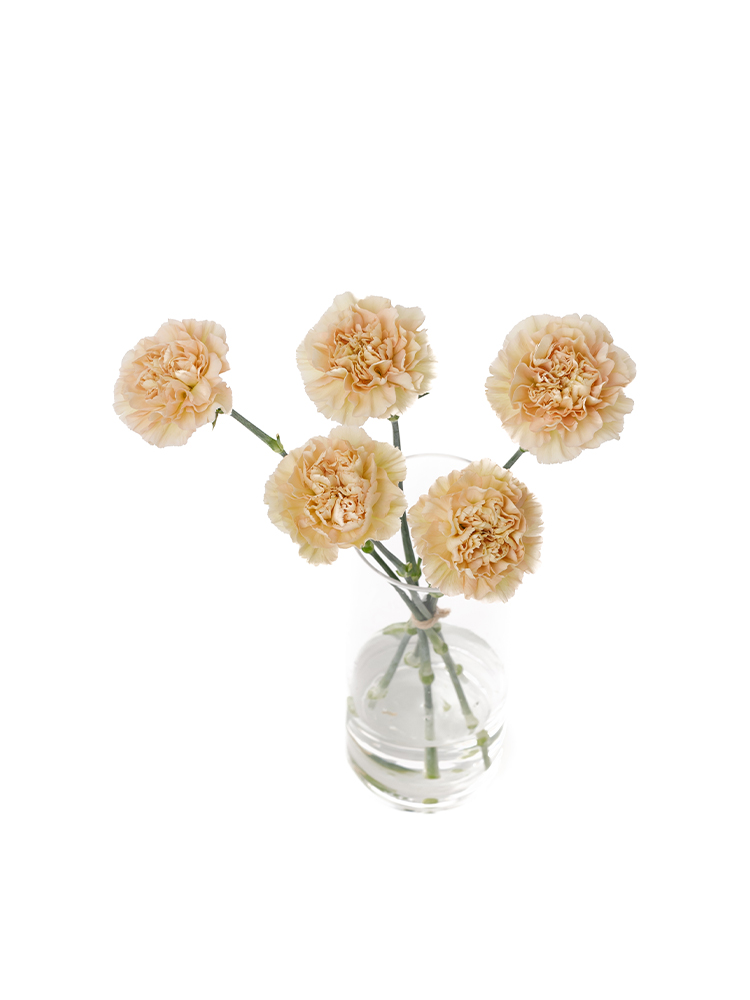 【生花】カーネーション　レージェマロンの全体写真のアップ