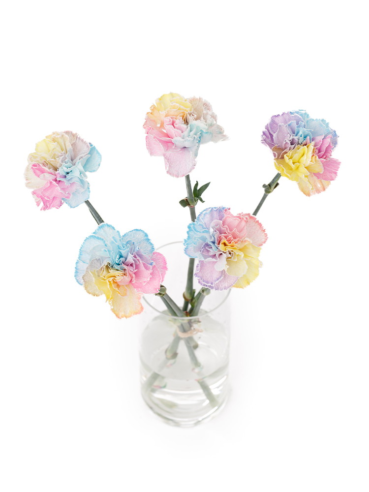 【生花】カーネーション レインボーの全体写真のアップ