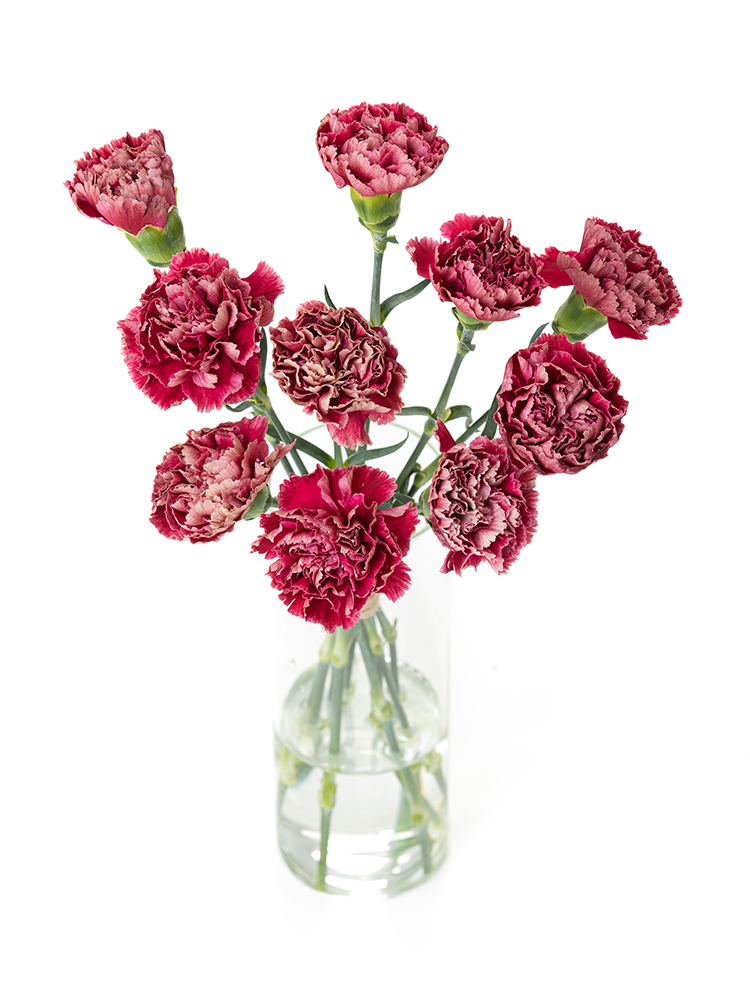 【生花】カーネーション セイラムの全体写真のアップ