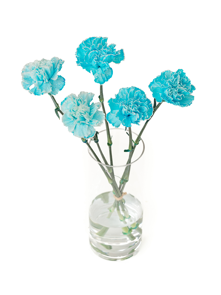 生花】カーネーション ティントブルー【水色/60cm/コロンビア