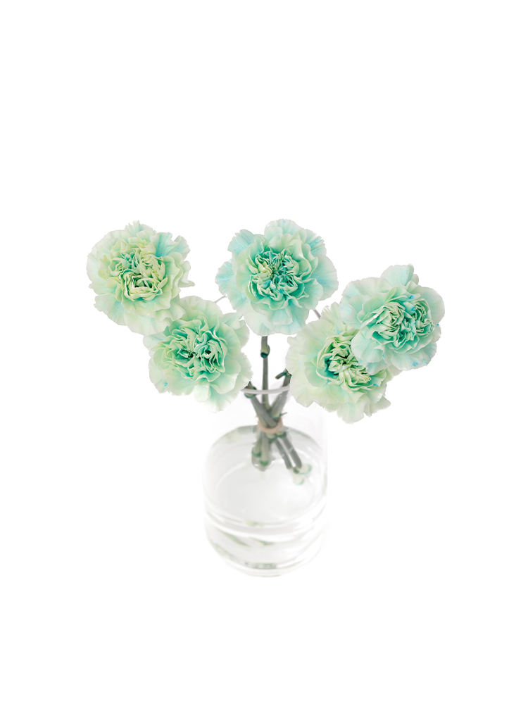 生花】カーネーション ティントクリームブルー【青緑/60cm