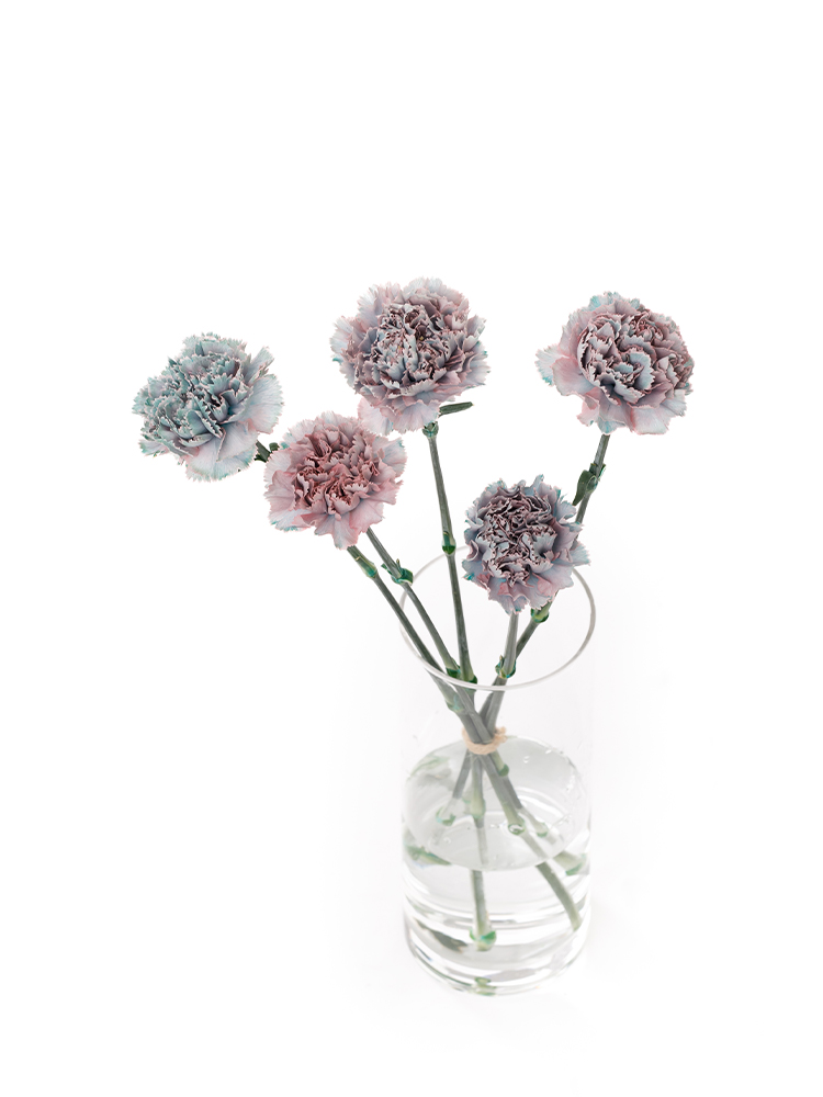 【生花】カーネーション ティントモモミントの全体写真のアップ