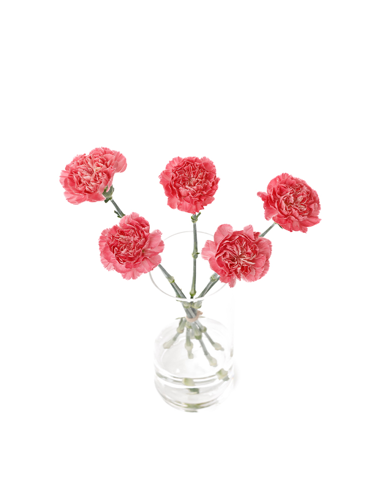 【生花】カーネーション トミーミナミの全体写真のアップ