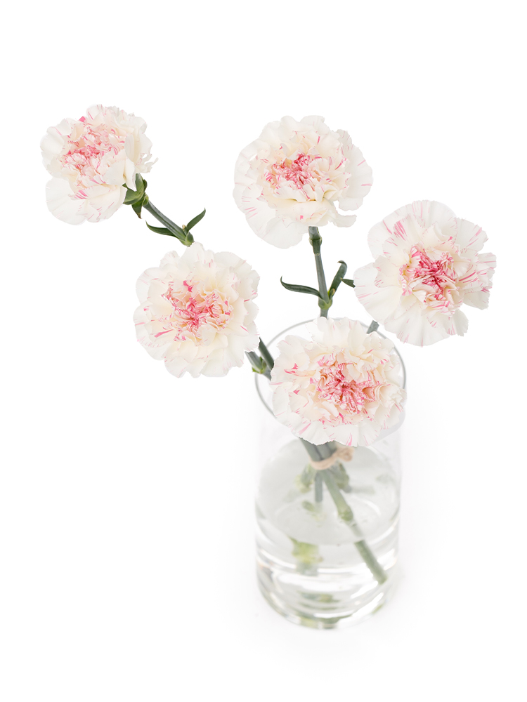 【生花】カーネーション ユカリチェリーの全体写真のアップ