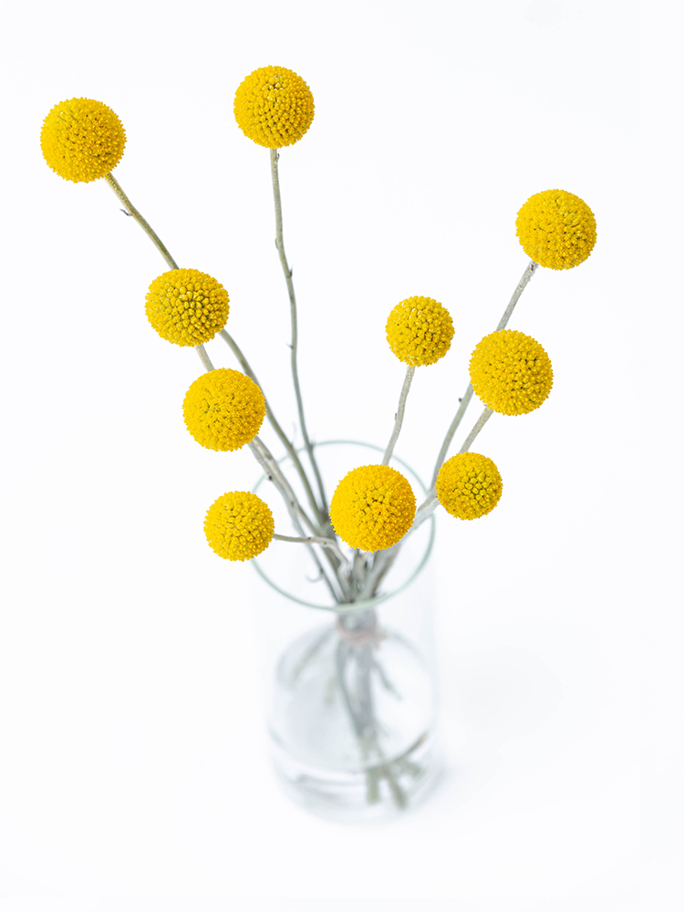 【入荷花材】クラスペディア　ゴールドスティックの全体写真のアップ