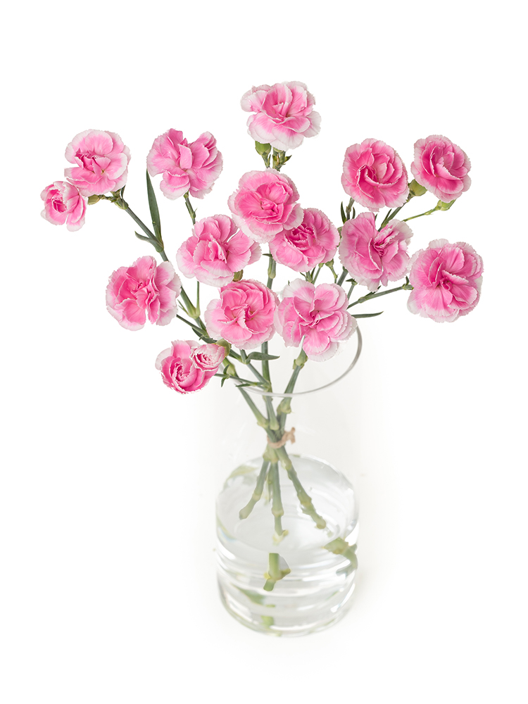 【生花】カーネーション(スプレー) チェリーテッシノ の全体写真のアップ