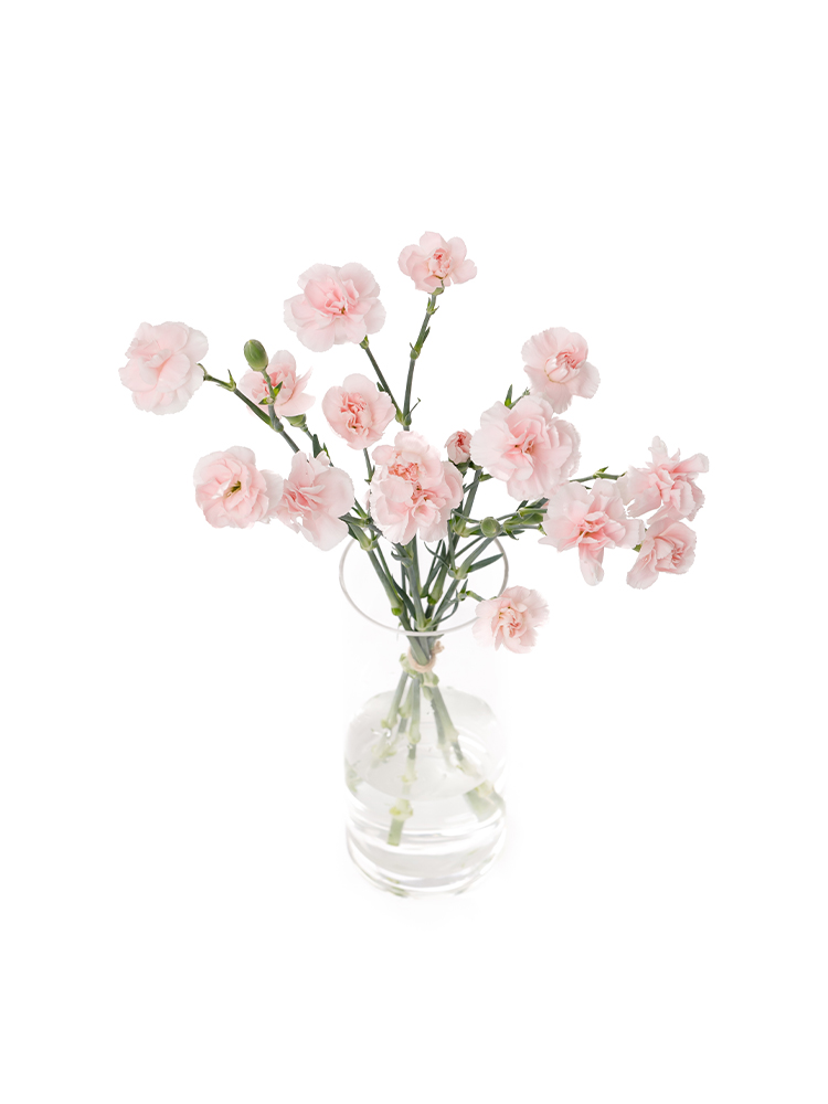 【生花】スプレーカーネーション 恋心の全体写真のアップ