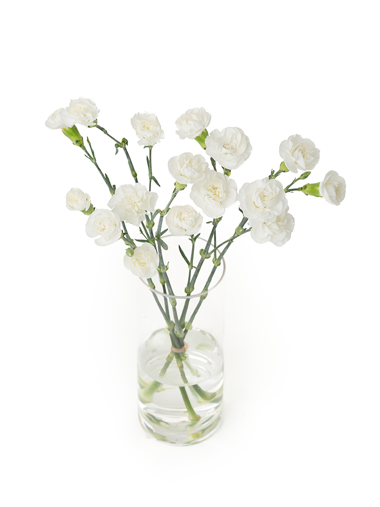 【生花】カーネーション(スプレー) マントバの全体写真のアップ