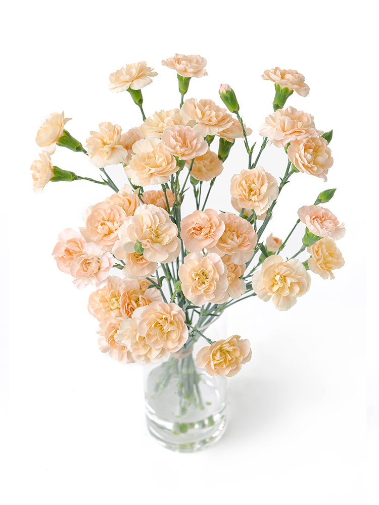 【生花】カーネーション・スプレー(クリーム) 品種おまかせの全体写真のアップ