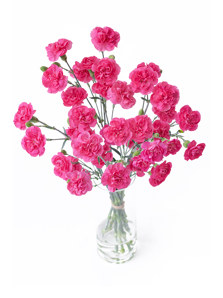 【入荷花材】カーネーション(スプレー)　品種おまかせ(濃ピンク)の全体写真のアップ