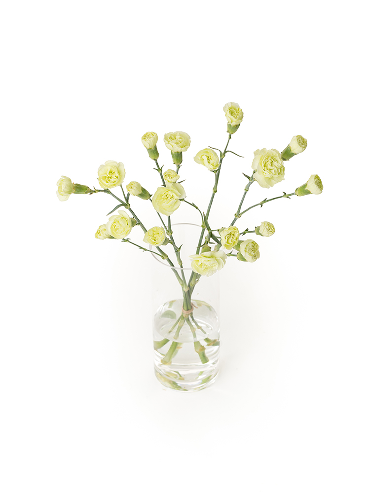 生花】スプレーカーネーション(緑) 品種おまかせ【60cm
