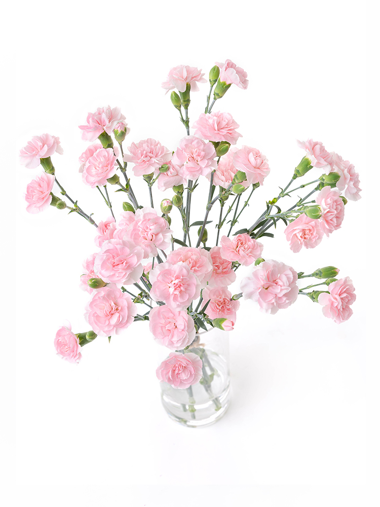 【生花】カーネーション(スプレー) 品種おまかせ(薄ピンク)の全体写真のアップ