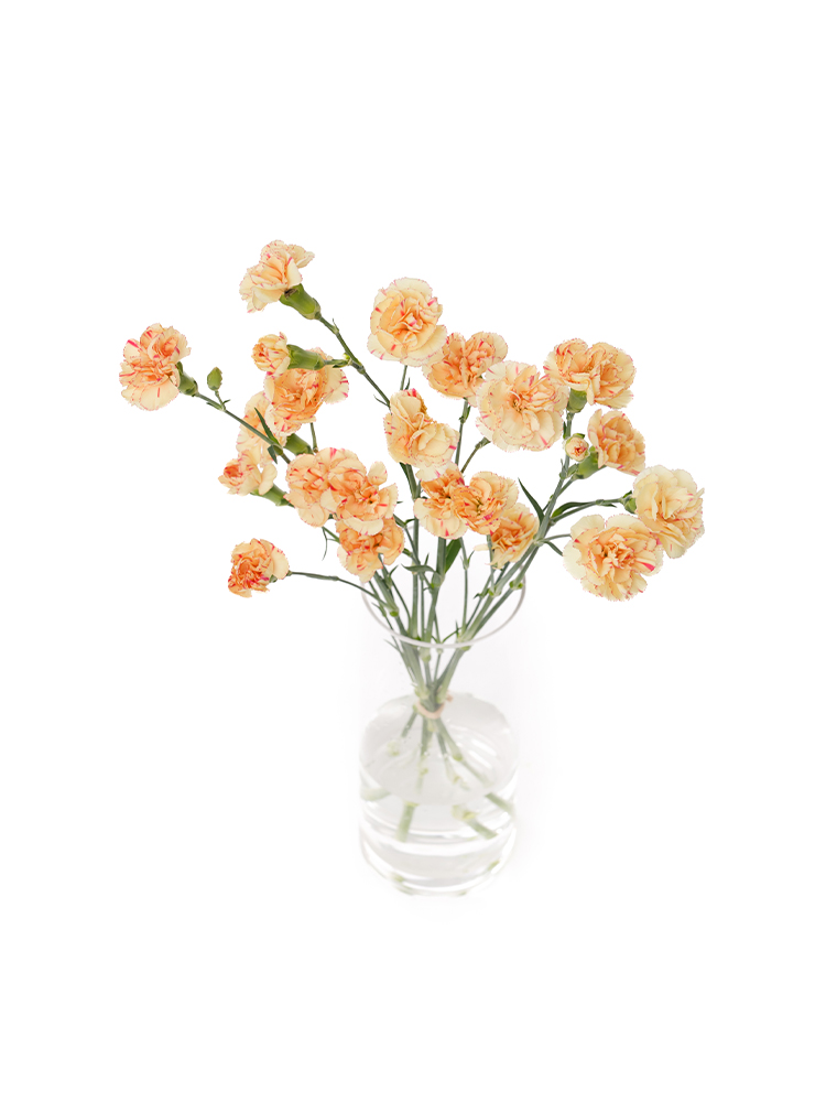 【生花】スプレーカーネーション オレンジレモンの全体写真のアップ