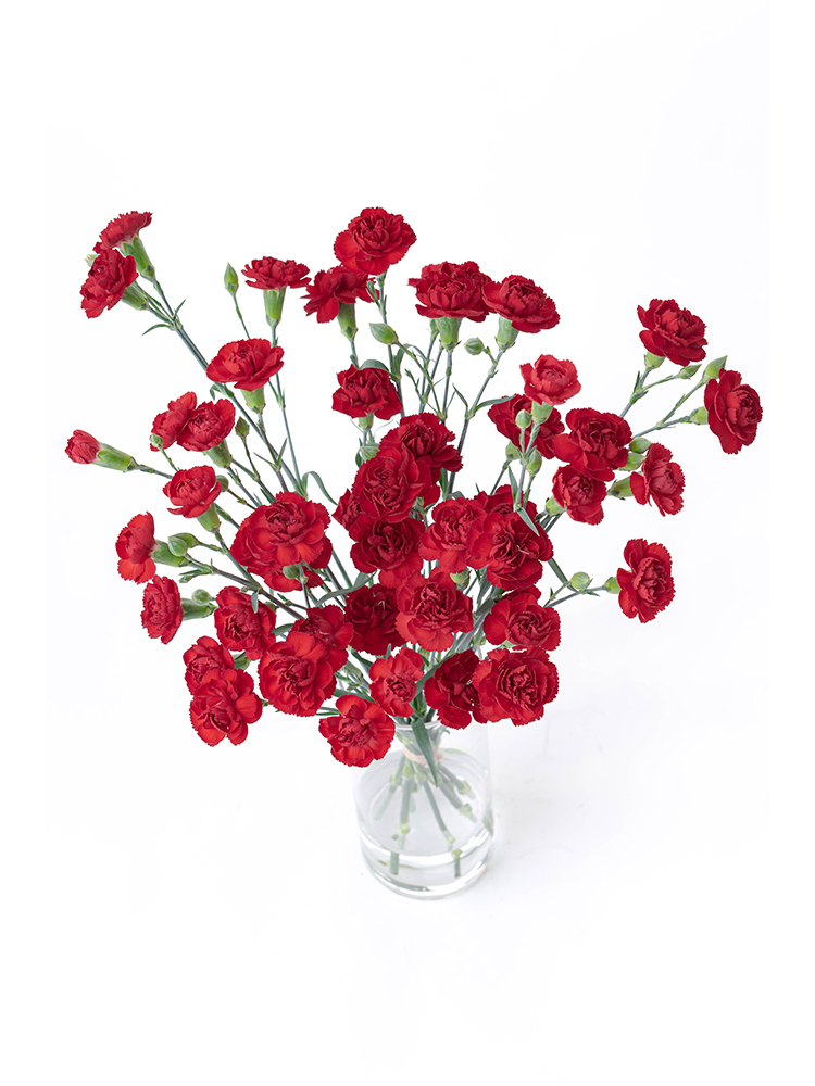 【生花】カーネーション(スプレー) ピアフの全体写真のアップ