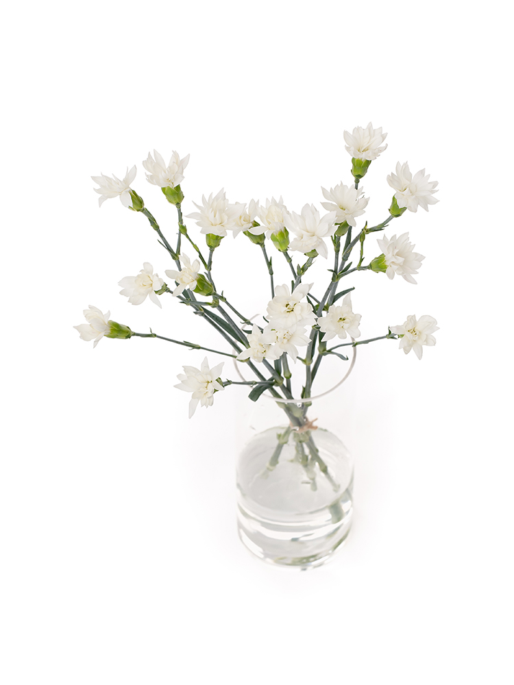 【生花】スプレーカーネーション スタースノーテッシノの全体写真のアップ