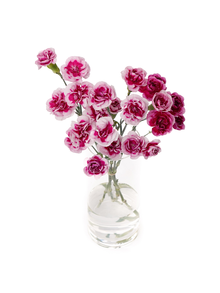 【入荷花材】スプレーカーネーション　トレンディテッシノの全体写真のアップ