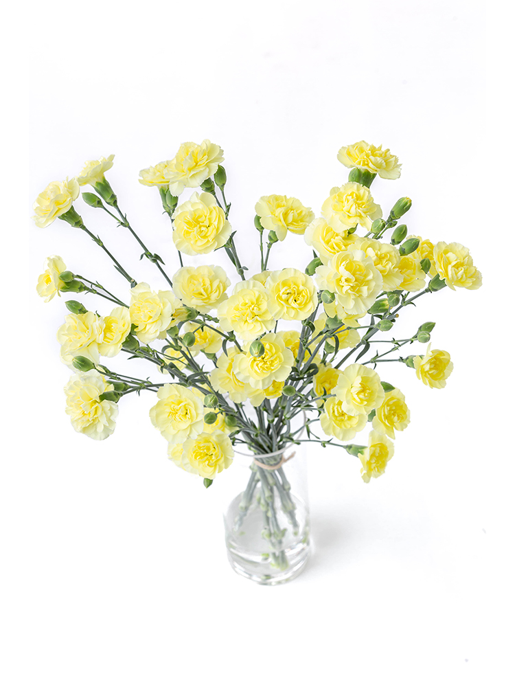 【生花】カーネーション(スプレー) イエローカスタードの全体写真のアップ