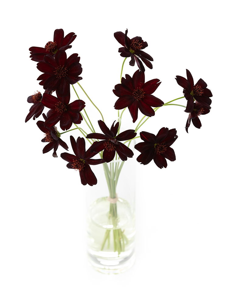 【入荷花材】コスモス　チョコレートコスモスの全体写真のアップ