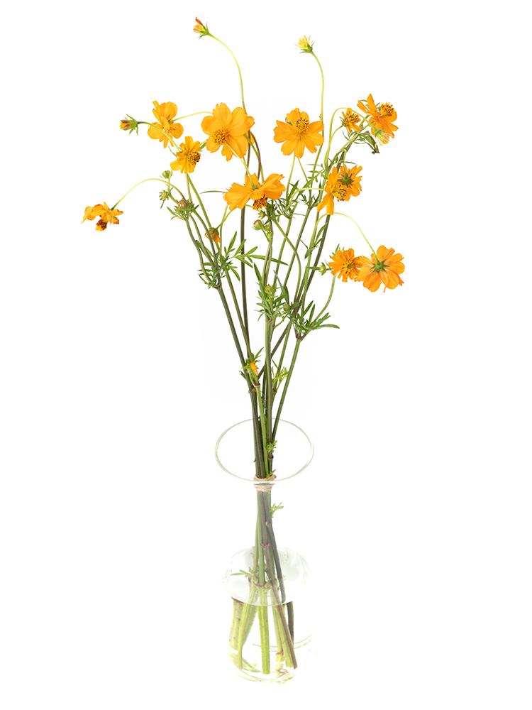 【生花】コスモス サンセットの全体写真のアップ