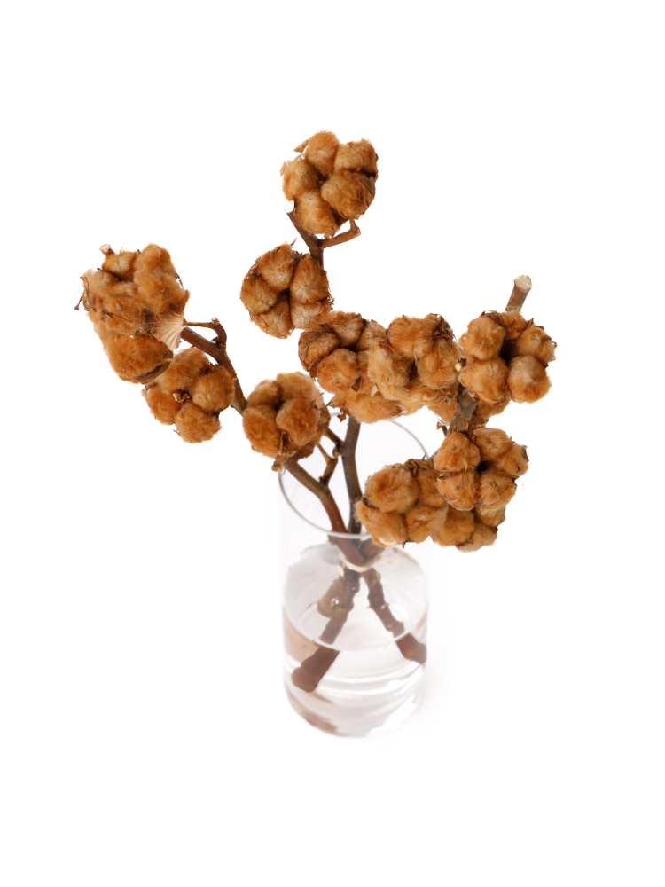 【入荷花材】コットンツリー ブラウンの全体写真のアップ