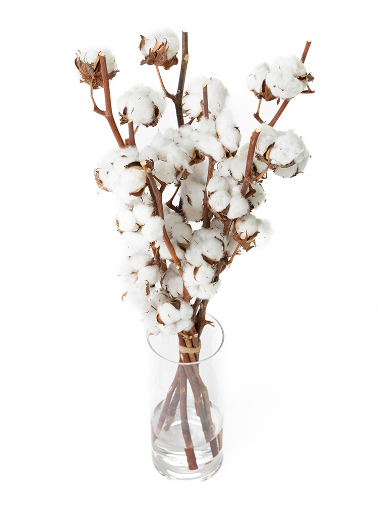 【翌日発送】コットンツリー　品種おまかせ(白)の全体写真のアップ