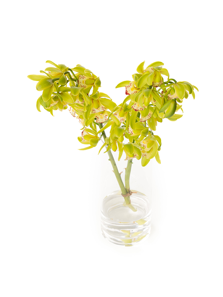 【生花】シンビジウム　グリーンサワーの全体写真のアップ