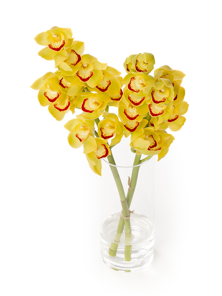 【生花】シンビジウム(黄)　品種おまかせの全体写真のアップ