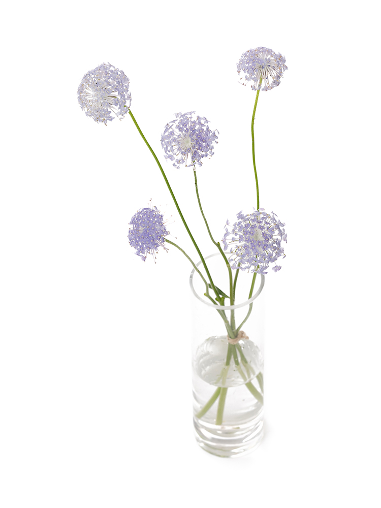 【生花】ディデスカス ブルーレースの全体写真のアップ