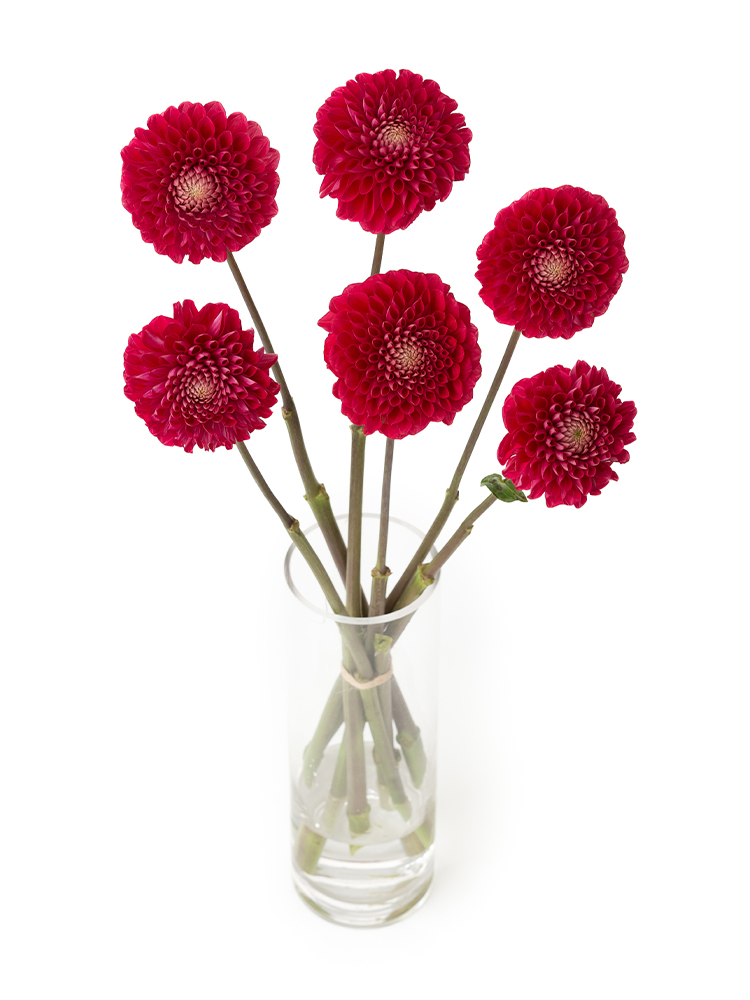 【生花】ダリア 朝日てまりの全体写真のアップ