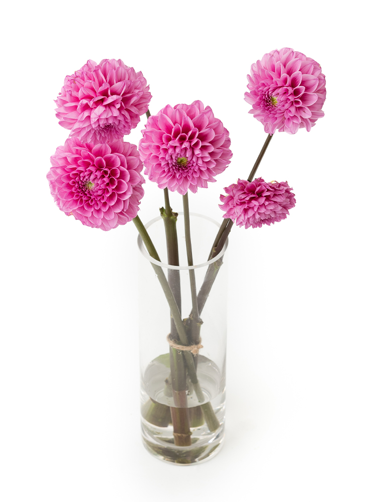 【生花】ダリア ミッチャンの全体写真のアップ