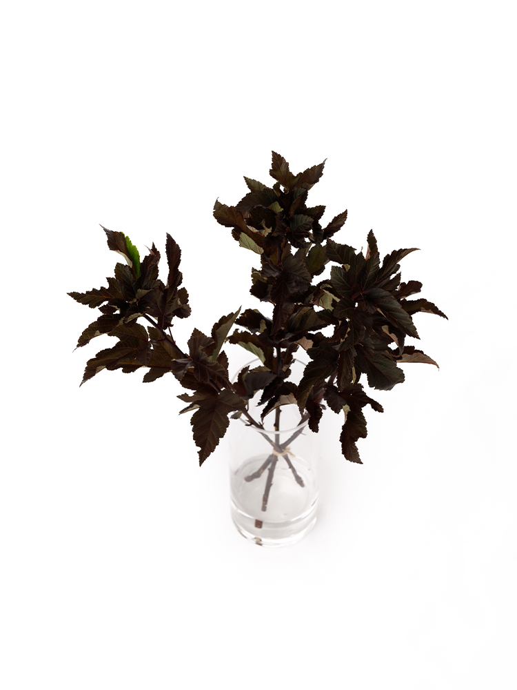 【生花】ディアボロの全体写真のアップ