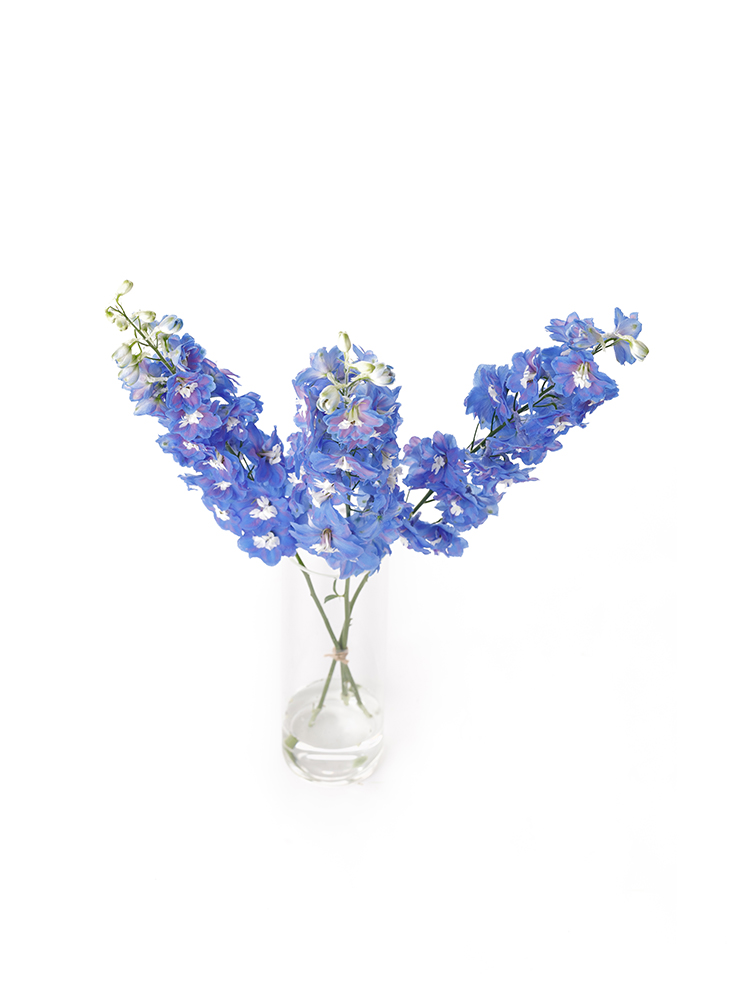 【生花】デルフィニウム(エラータム) オーロラブルーの全体写真のアップ