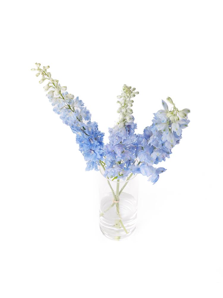 【生花】デルフィニウム(エラータム) ラブライトブルーの全体写真のアップ