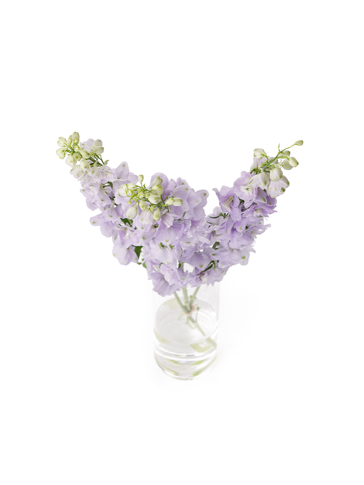 【生花】デルフィニウム(エラータム)薄紫 品種おまかせの全体写真のアップ