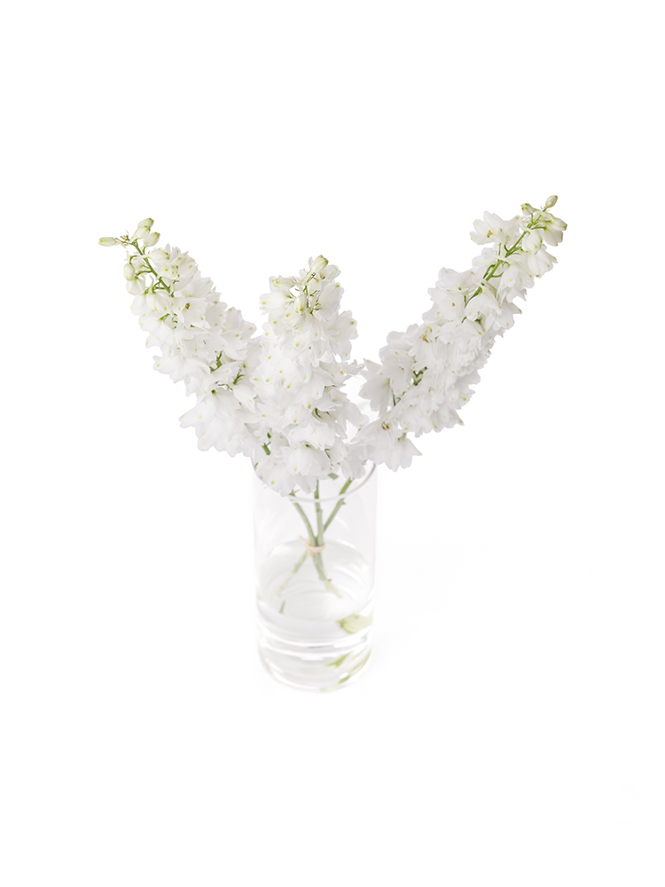 【生花】デルフィニウム(エラータム) ホワイトキャンドルの全体写真のアップ