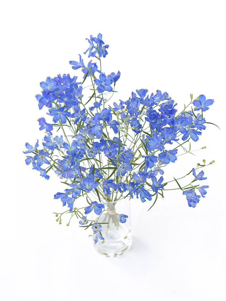 【生花】デルフィニウム・スプレー(青) 品種おまかせの全体写真のアップ