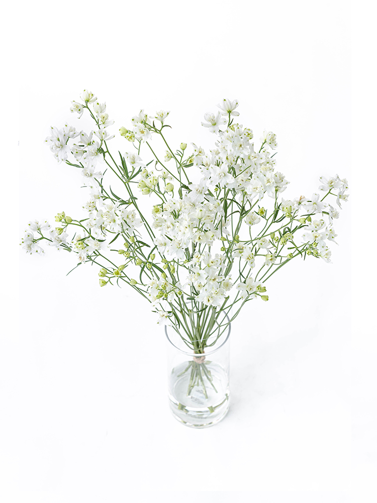 【生花】デルフィニウム(スプレー) ピクシーホワイトの全体写真のアップ