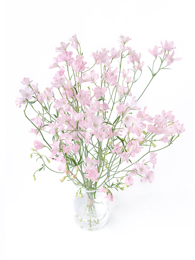 【生花】デルフィニウム(スプレー) スーパーハッピーの全体写真のアップ