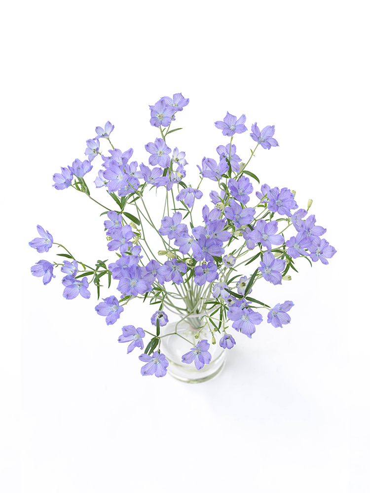 【生花】デルフィニウム(スプレー) スーパーラベンダーの全体写真のアップ