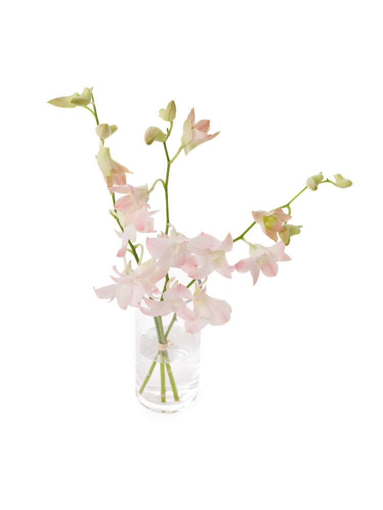 【生花】デンファレ アプリコットロマンスの全体写真のアップ