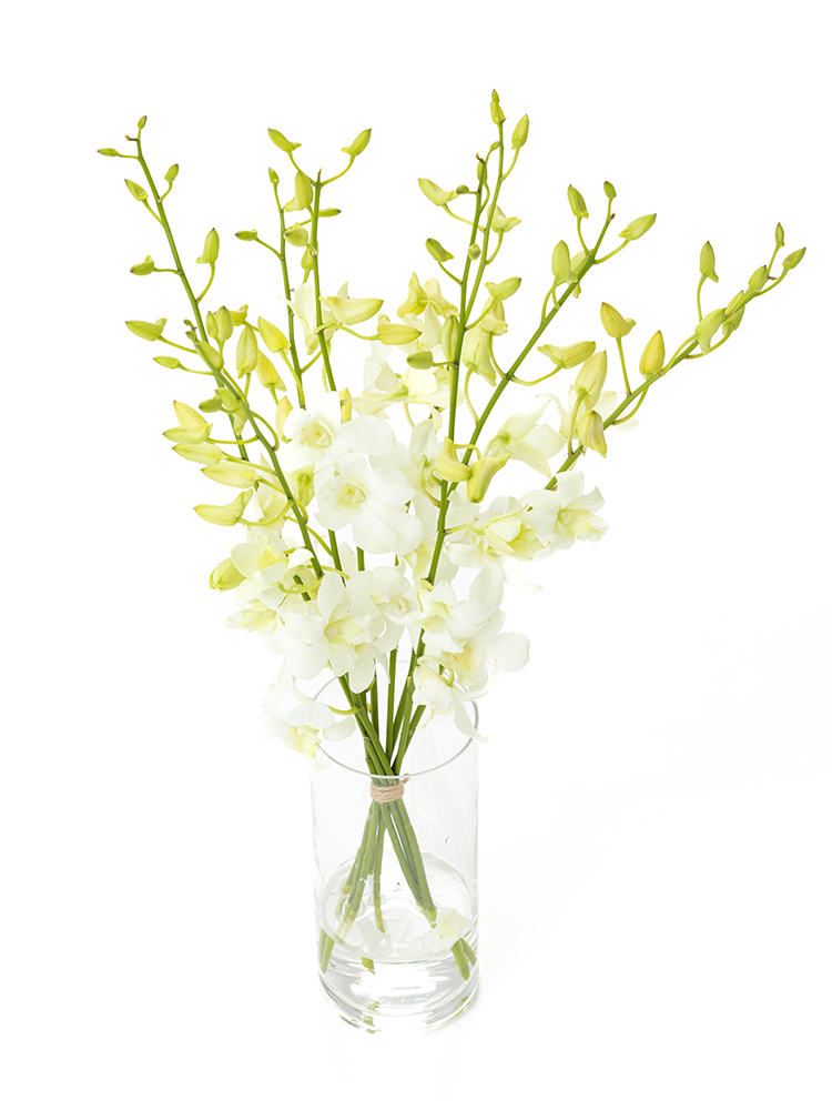 【入荷花材】デンファレ　ビックホワイトの全体写真のアップ