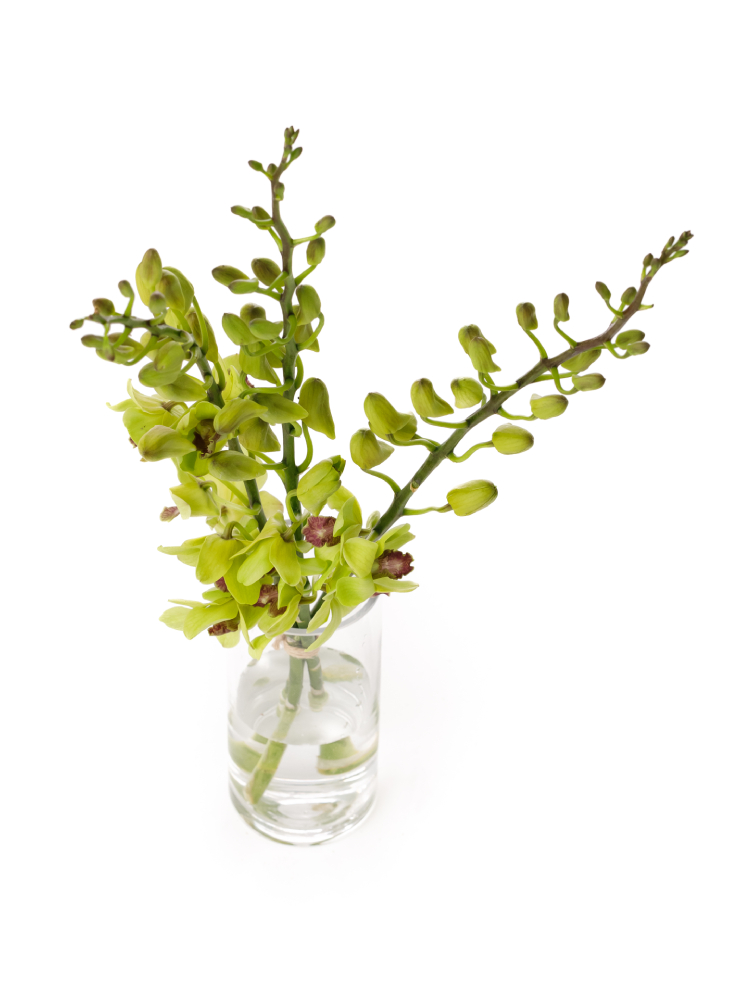 【生花】デンファレ ジェイドグリーンの全体写真のアップ