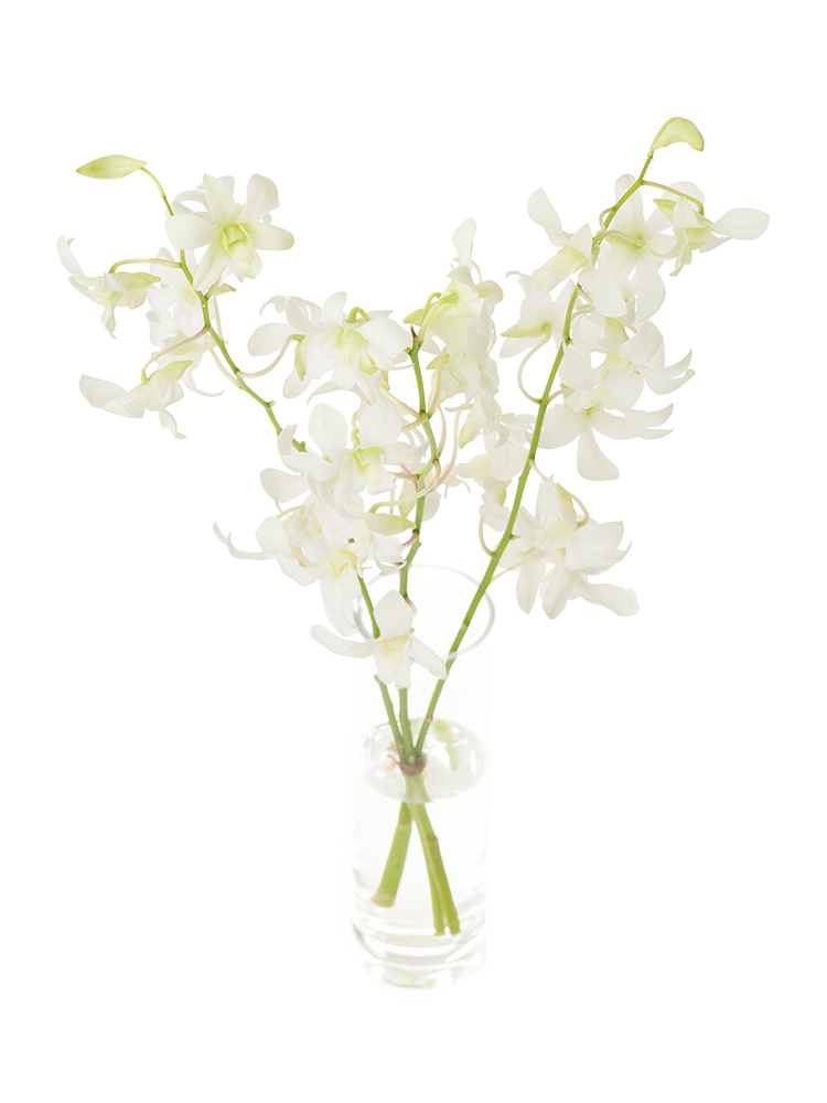 【生花】デンファレ ジャックハワイの全体写真のアップ