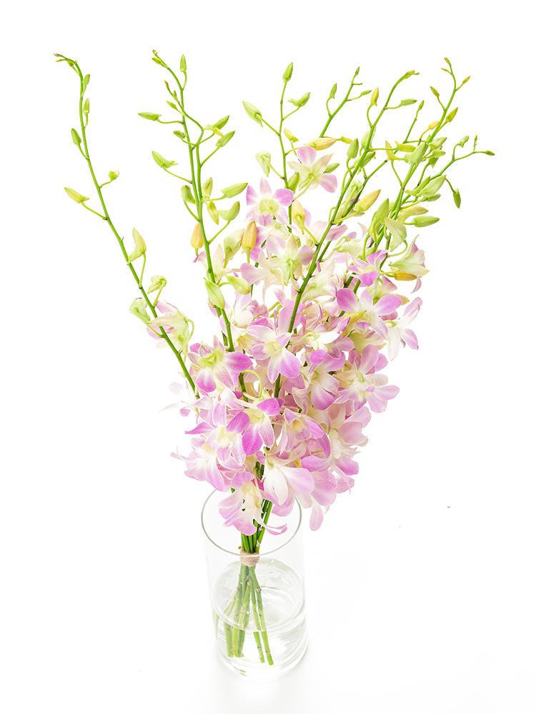 【入荷花材】デンファレ　ルーシーピンクの全体写真のアップ