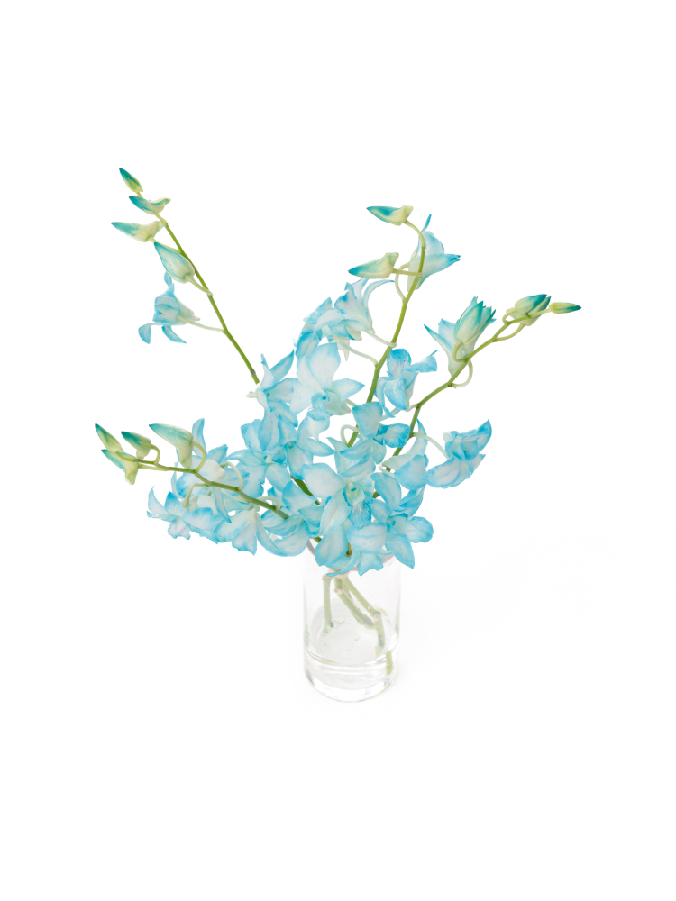 【生花】デンファレ(染め) ブルーの全体写真のアップ